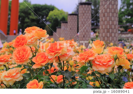 荒牧公園（伊丹市）に咲くバラ　＜ブラスバンド＞　アメリカ 16089041