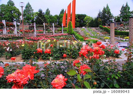 荒牧公園（伊丹市）に咲くバラ　＜ヒゴロモ＞ 16089043