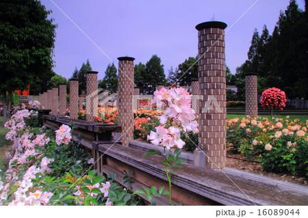 荒牧公園（伊丹市）に咲くバラ 16089044