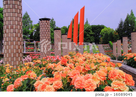 荒牧公園（伊丹市）に咲くバラ　＜ブラスバンド＞　アメリカ 16089045