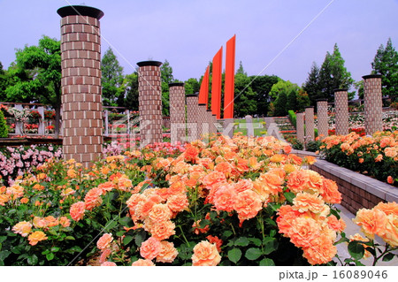 荒牧公園（伊丹市）に咲くバラ　＜ブラスバンド＞　アメリカ 16089046