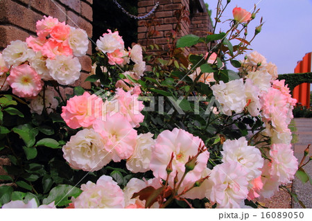 荒牧公園（伊丹市）に咲くバラ　＜マルチダ＞フランス 16089050