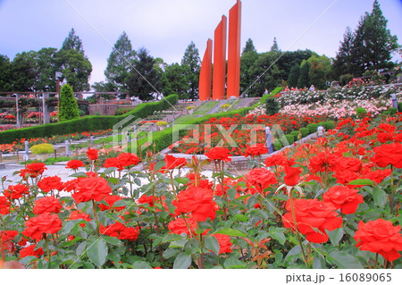 荒牧公園（伊丹市）に咲くバラ　＜レベル＞ 16089065