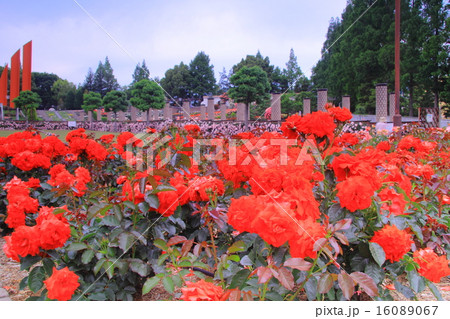 荒牧公園（伊丹市）に咲くバラ　＜オリンピックファイヤー＞ 16089067