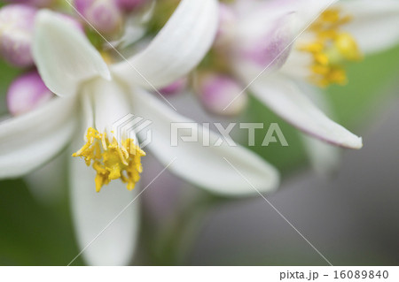 ブラッドオレンジの花 ブラッドオレンジの花 16089840