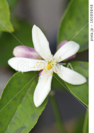 レモンの花 16089848