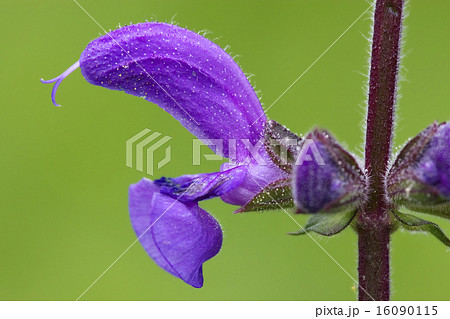 violet  glechoma hederacea hirsuta labiate 16090115