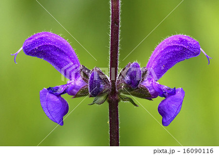 violet glechoma hederacea labiate violet glechoma hederacea labiate 16090116