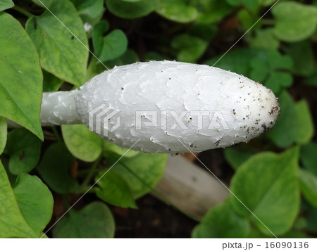 食用きのこ　ササクレヒトヨタケ　アップ 16090136