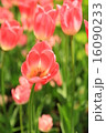 チューリップ 16090233