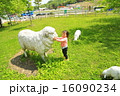 羊と女の子 16090234