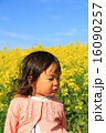 菜の花と女の子 16090257