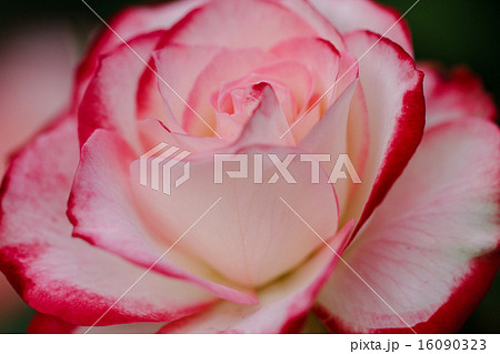 バラ バラ 16090323