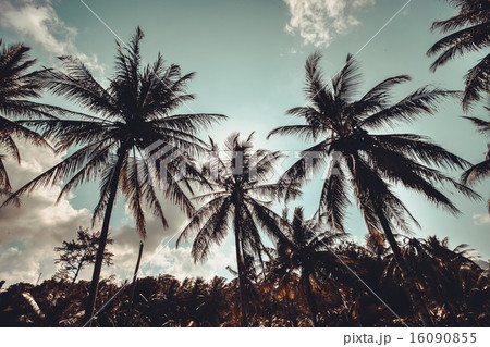 Vintage palm trees at tropical coast Vintage palm trees at tropical coast 16090855