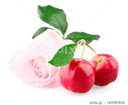 Pink rose and two red mini apples with leaf Pink rose and two red mini apples with leaf 16090906