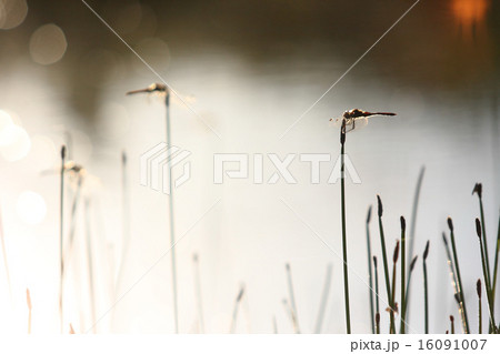 秋の水辺 秋の水辺 16091007