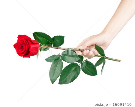 Laying of red rose Laying of red rose 16091410