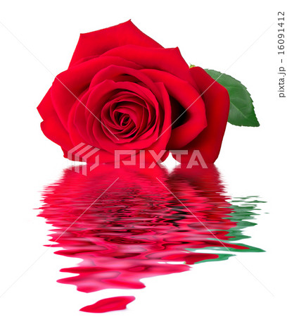 Rose and reflection in water Rose and reflection in water 16091412