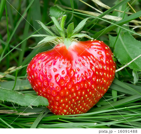 Strawberry in grass 16091488