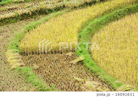 Rice field terraces at northern Vietnam 16091631