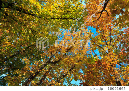 autumn trees autumn trees 16091665