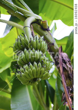 Bananas growing in a plantation 16092408