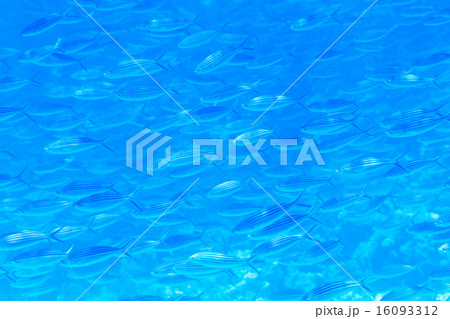 Underwater panorama Underwater panorama 16093312
