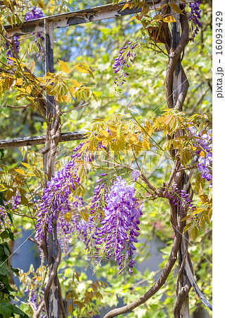 spring season japanese wisteria flowers の写真素材 16093429 spring season japanese wisteria flowers の写真素材 16093429