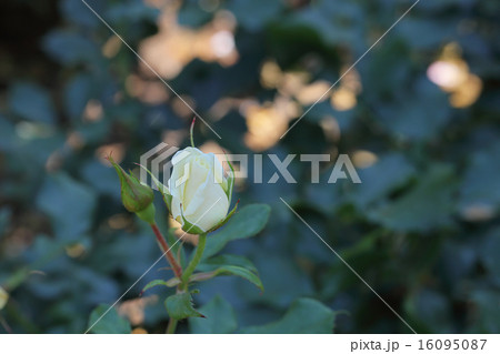 コーネリア・バラの花の蕾 16095087