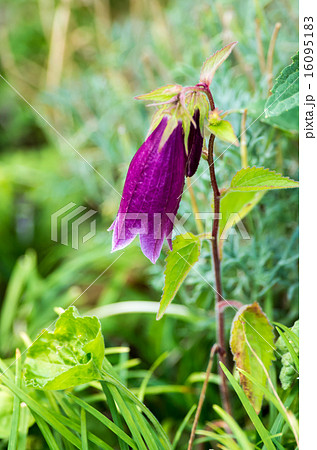 ホタルブクロの花 16095183