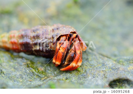 コムラサキオカヤドカリの子供 16095268