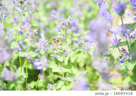 蜂と花 16095418