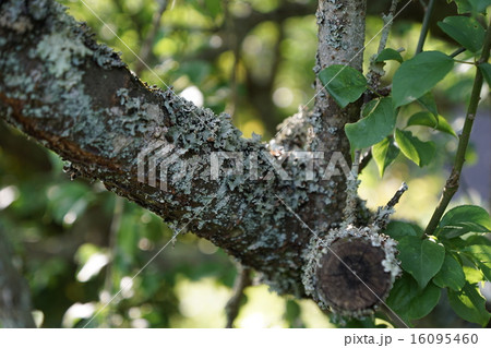 ウメノキゴケ3 16095460