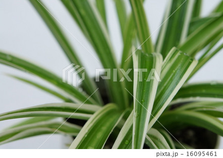 オリヅルラン 16095461