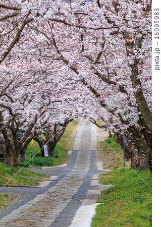 桜のアーチ 16095983