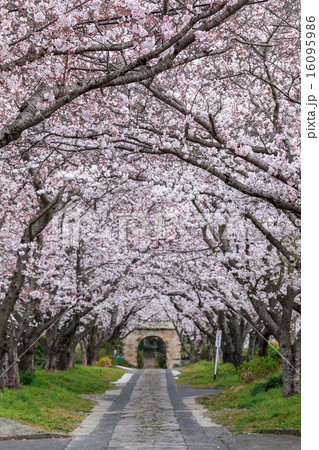 桜のアーチ 16095986