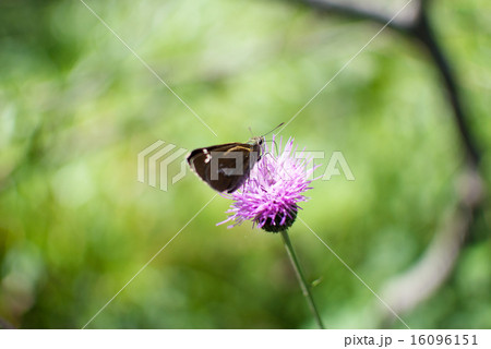 ノアザミと蝶 16096151