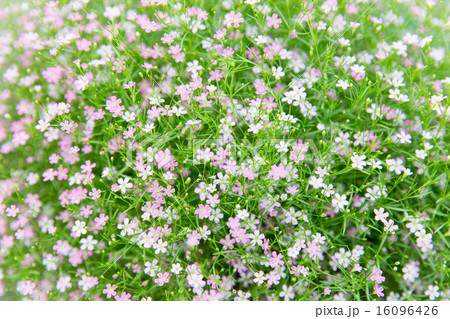 beautiful wildflowers field texture beautiful wildflowers field texture 16096426