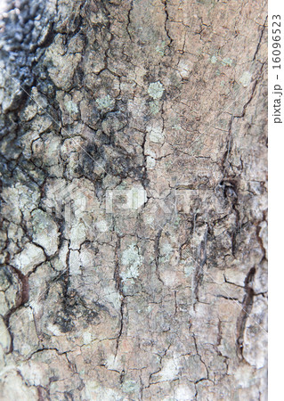 tree trunk bark texture 16096523
