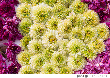 beautiful chrysanthemums flowers 16096524