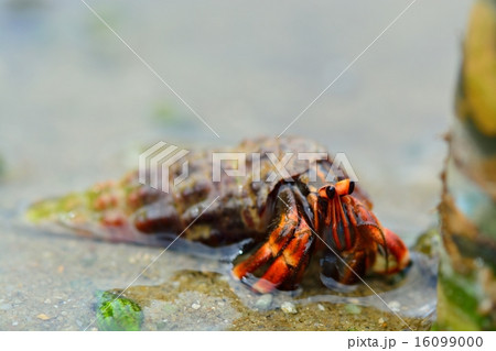 コムラサキオカヤドカリの子供 16099000