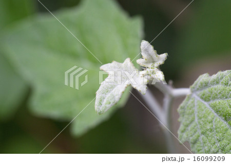 ギンドロの新芽 16099209