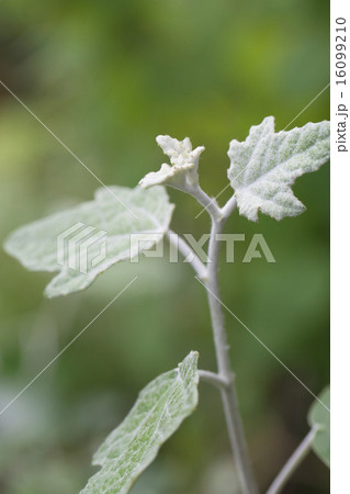 ギンドロの新芽 16099210