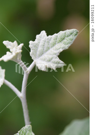 ギンドロの新芽 16099211