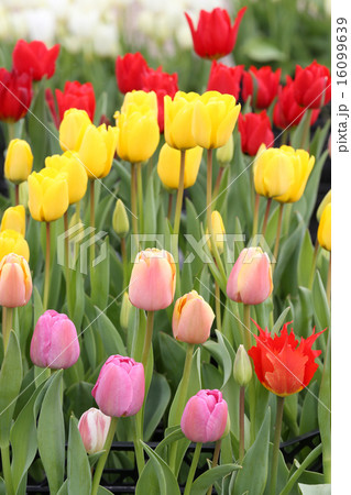 Tulip Flowers 16099639