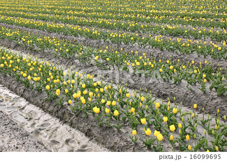Tulip flowers in the farm 16099695