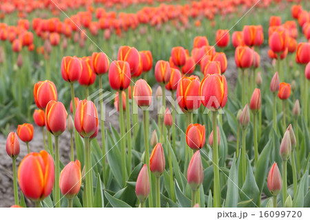 Tulip Flowers Tulip Flowers 16099720