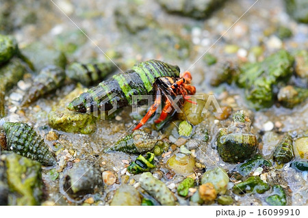 コムラサキオカヤドカリの子供の写真素材