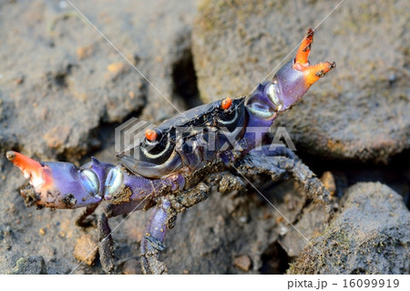 クマドリオウギガニ 16099919