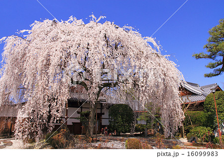 3月京都 本満寺の枝垂れ桜 16099983